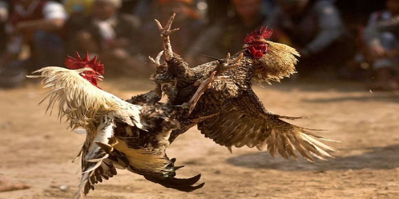 gioi-thieu-da-ga-ww88