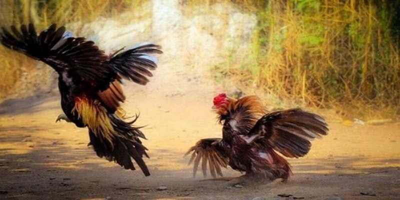 meo-da-ga-hay-tai-ww88