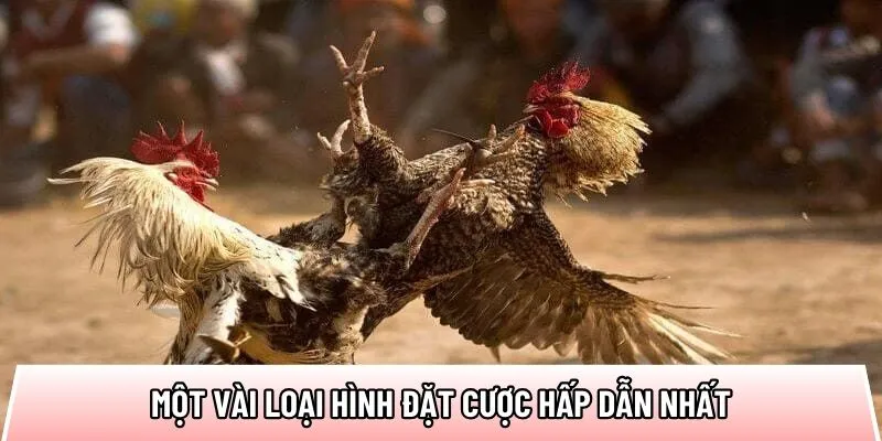 da-ga-888b-loai-hinh